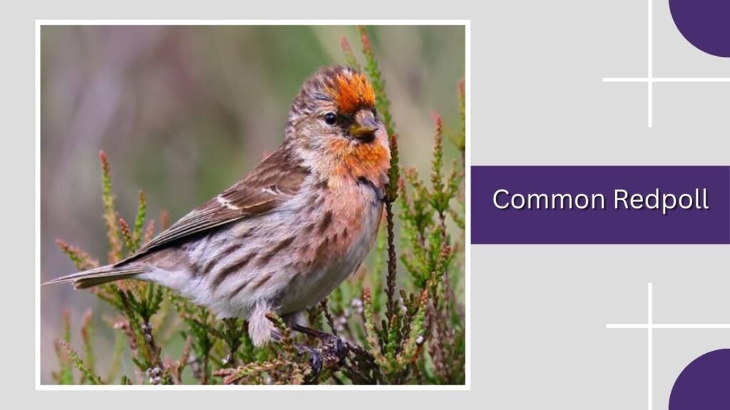 Common Redpoll