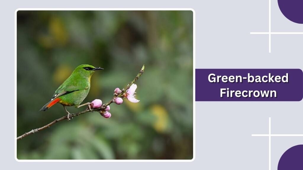 Green-backed Firecrown