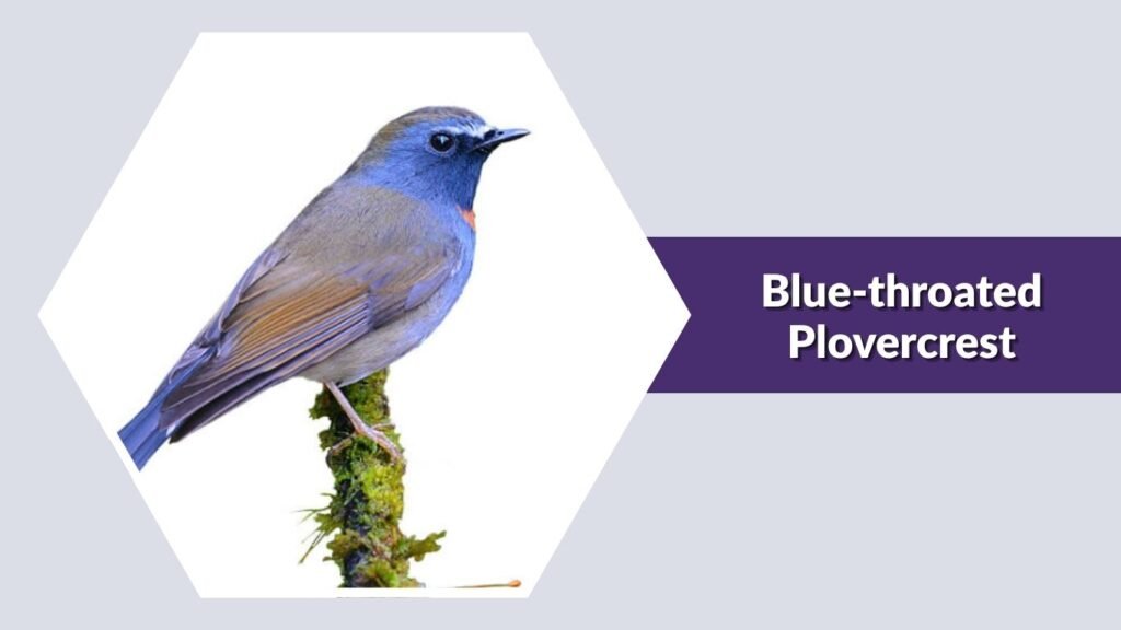 Blue-throated Plovercrest