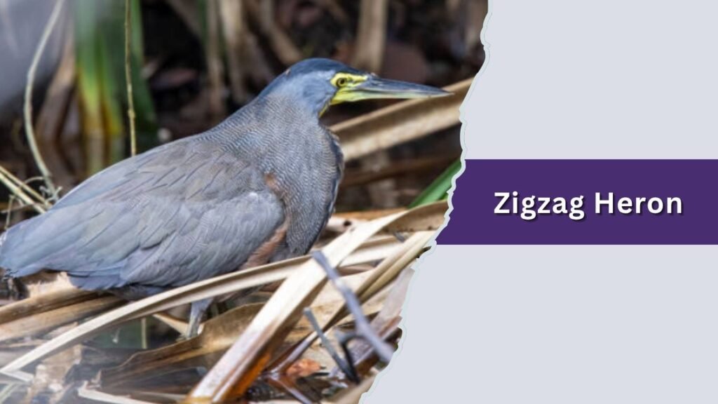  Zigzag Heron