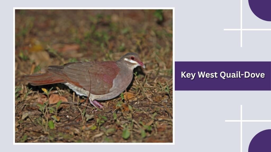Key West Quail-Dove