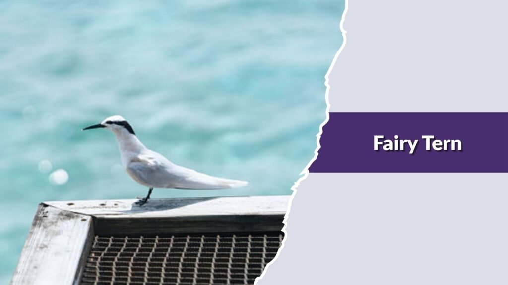  Fairy Tern