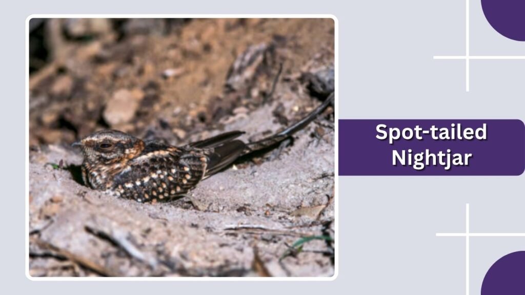 Spot-tailed Nightjar