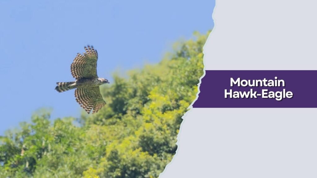Mountain Hawk-Eagle