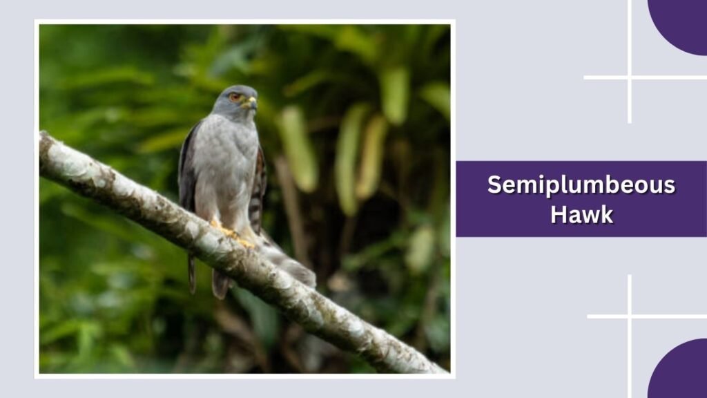 Semiplumbeous Hawk