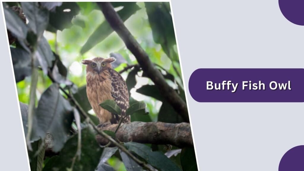 Buffy Fish Owl