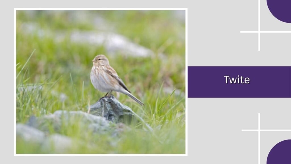 Twite