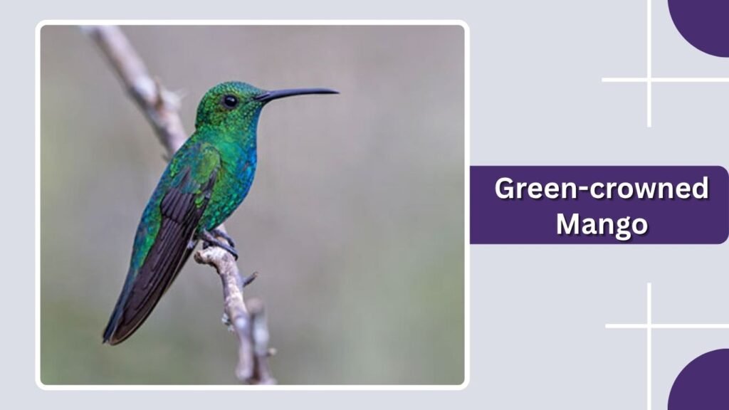 Green-crowned Mango