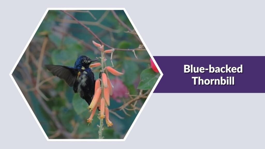 Blue-backed Thornbill
