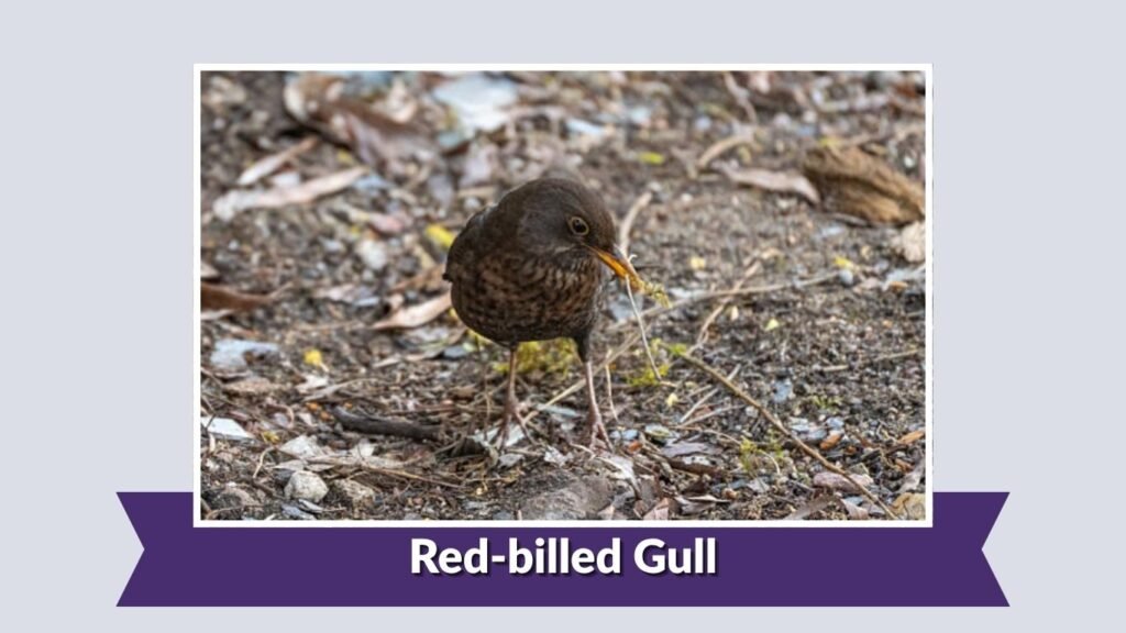 Red-billed Gull