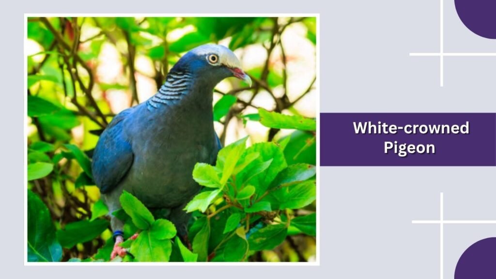  White-crowned Pigeon