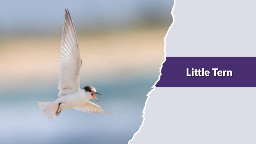 Little Tern