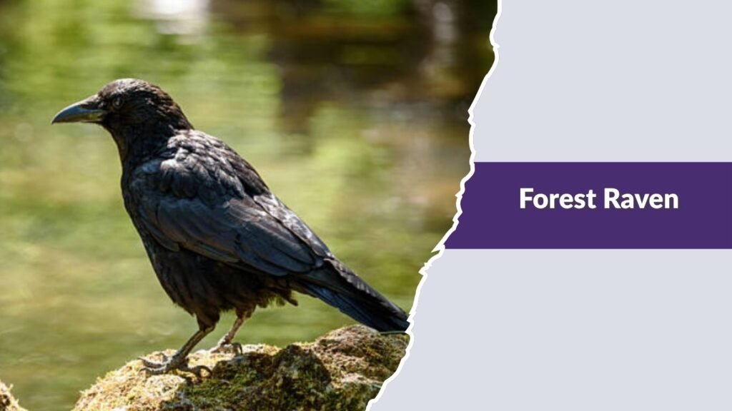 Forest Raven