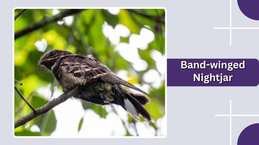 Band-winged Nightjar