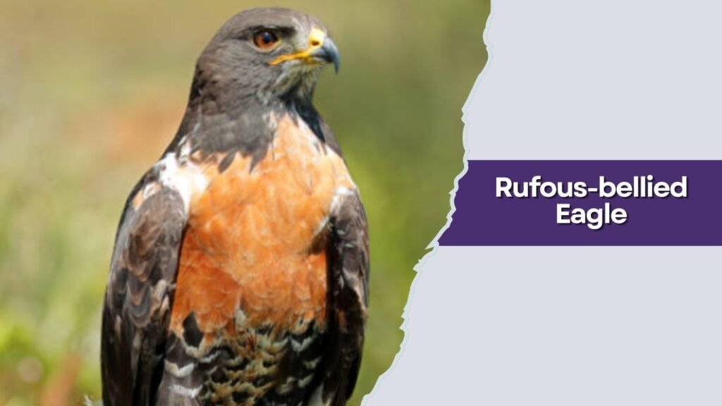  Rufous-bellied Eagle