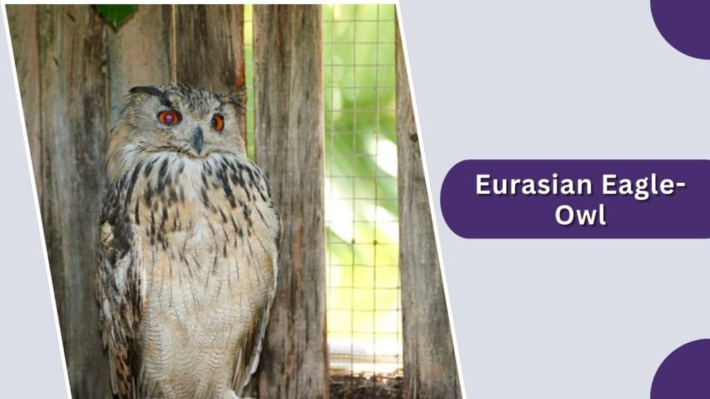 Eurasian Eagle-Owl