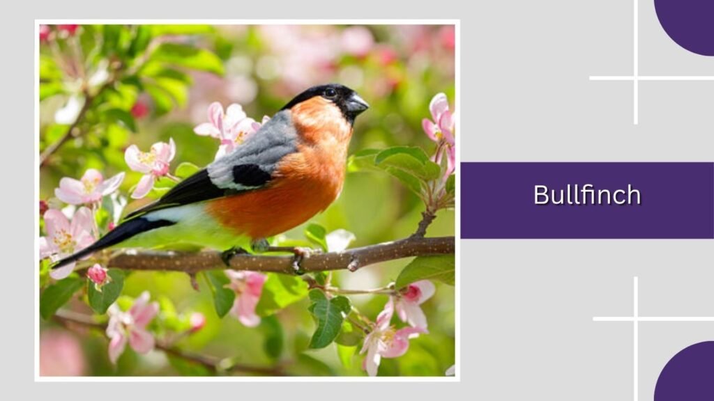  Bullfinch