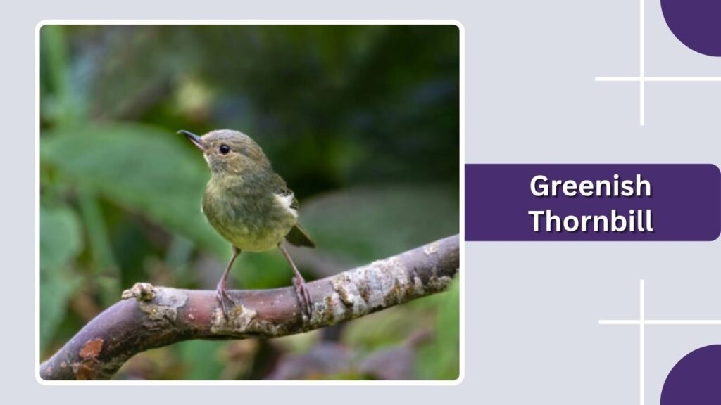 Greenish Thornbill