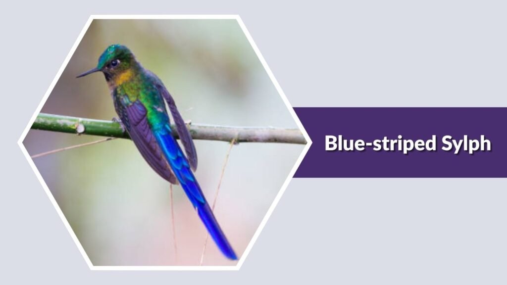 Blue-striped Sylph