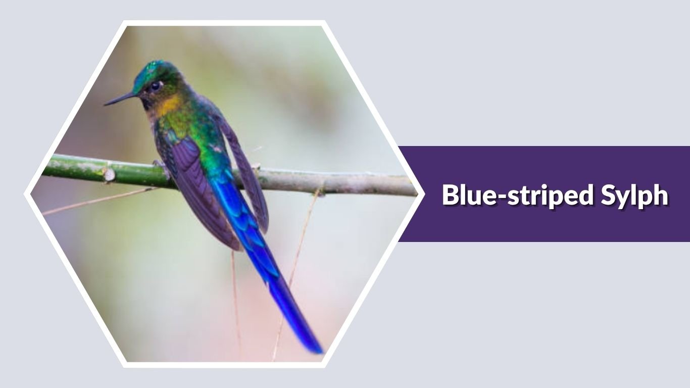 25 Common Types of Blue Hummingbirds: Id with Picture