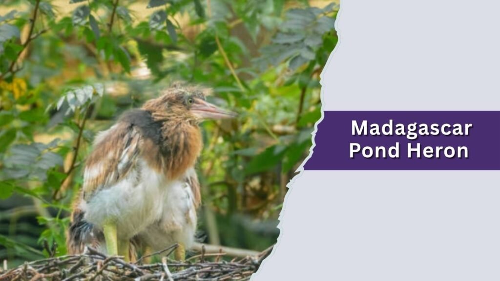 Madagascar Pond Heron