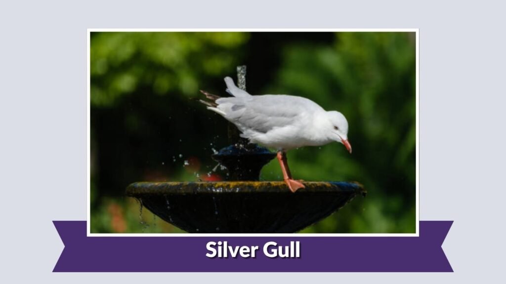 Silver Gull
