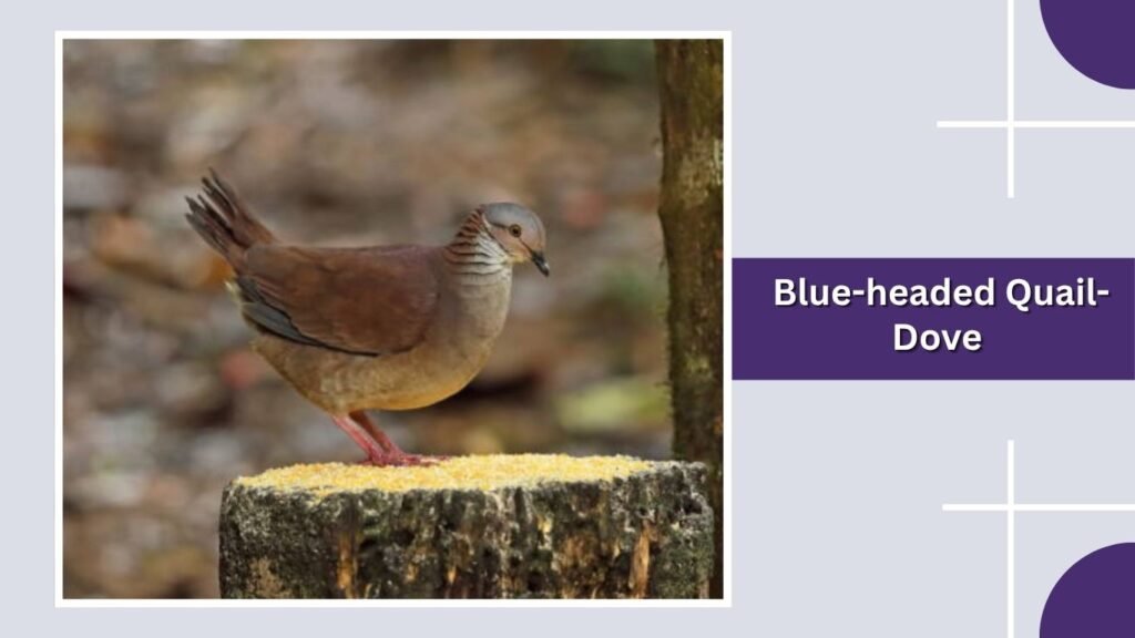 Blue-headed Quail-Dove