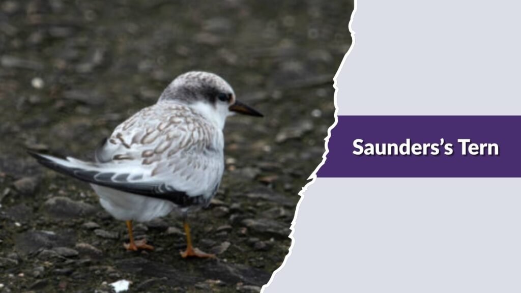 Saunders’s Tern