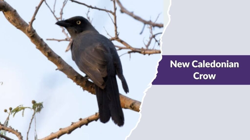 New Caledonian Crow