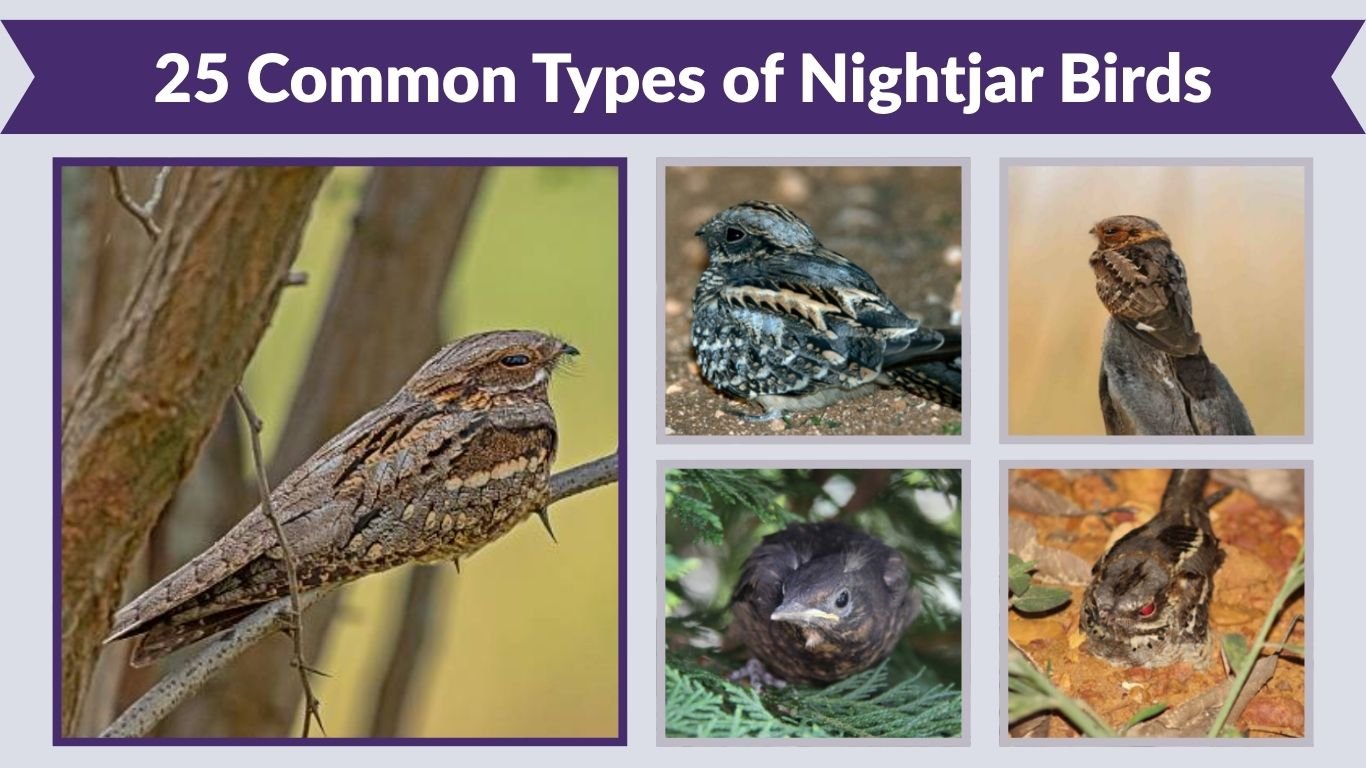 25 Common Types of Nightjar Birds: Identification Guide