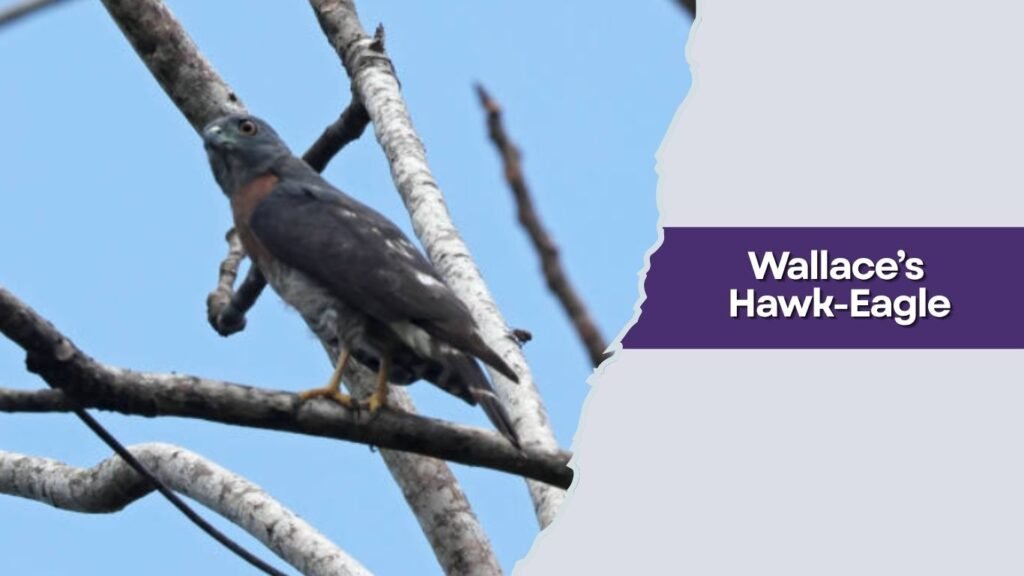 Wallace’s Hawk-Eagle