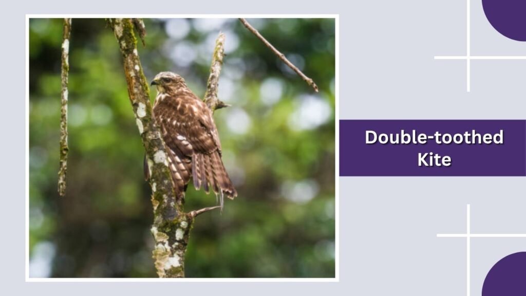 Double-toothed Kite