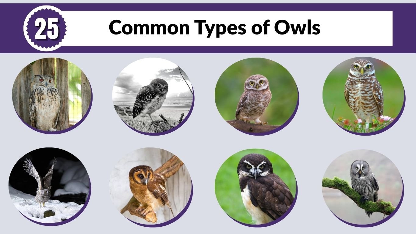 25 Common Types of Owls: Size, Color, Habitat, Diet & ID With Pictures 