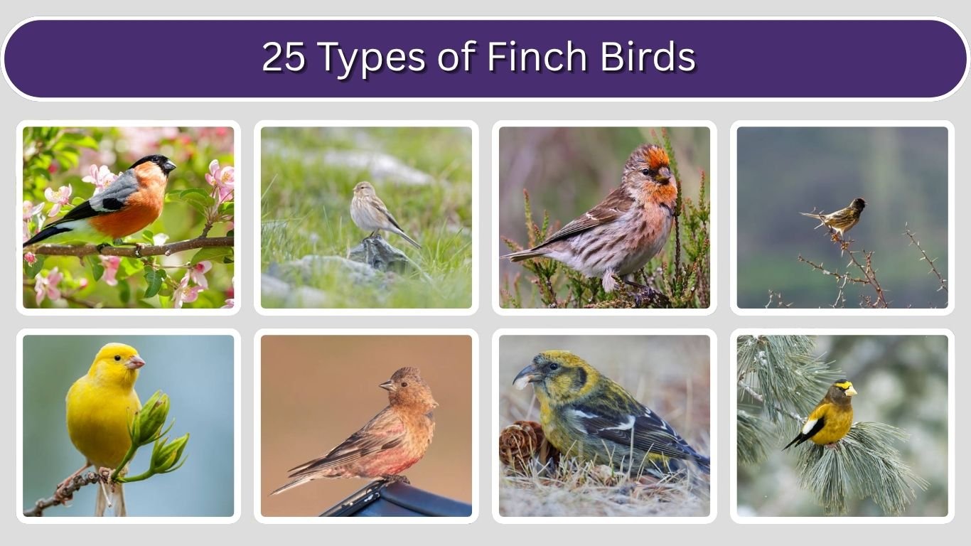 25 Types of Finch Birds: Identification with Picture
