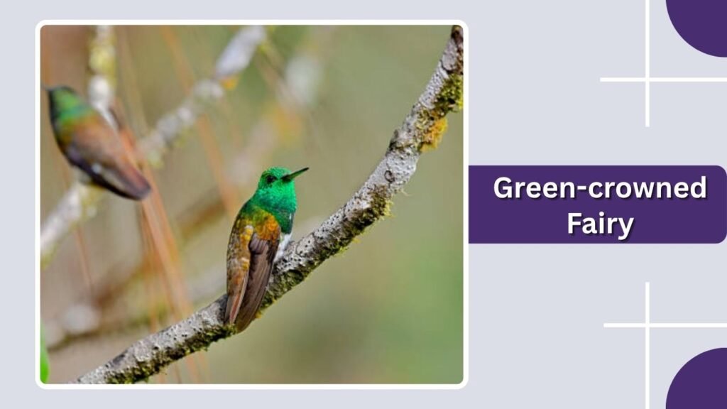 Green-crowned Fairy