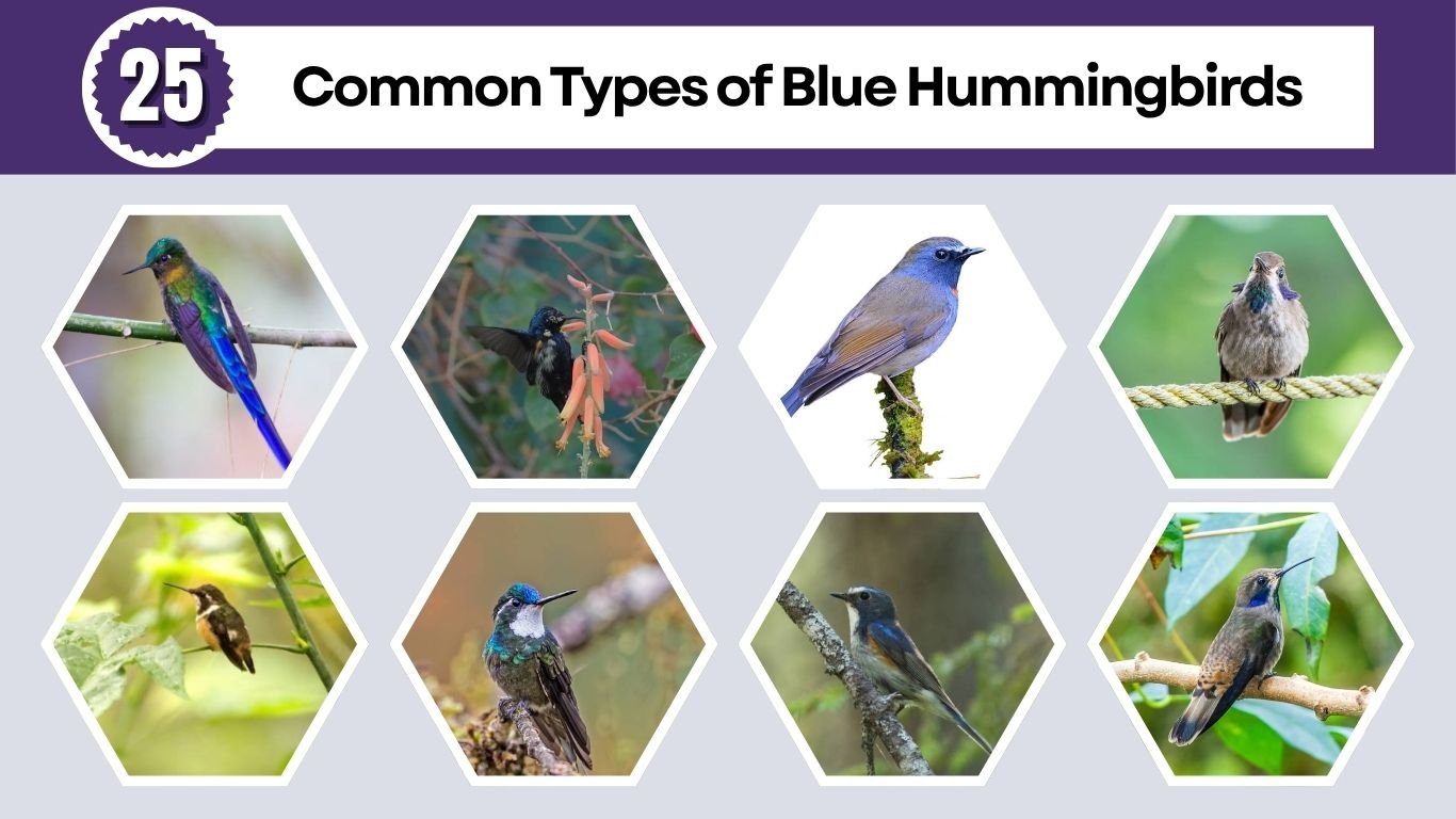 25 Common Types of Blue Hummingbirds: Id with Picture