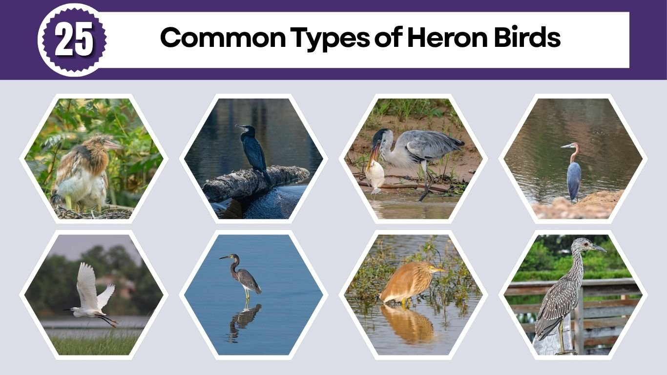 25 Common Types of Heron Birds: Identification Guide