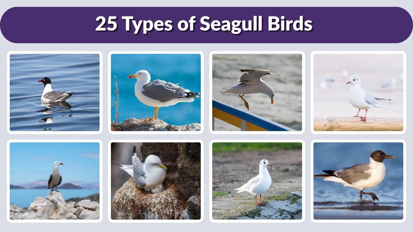 25 Types of Seagull Birds: Size, Habitat, Diet & ID Guide
