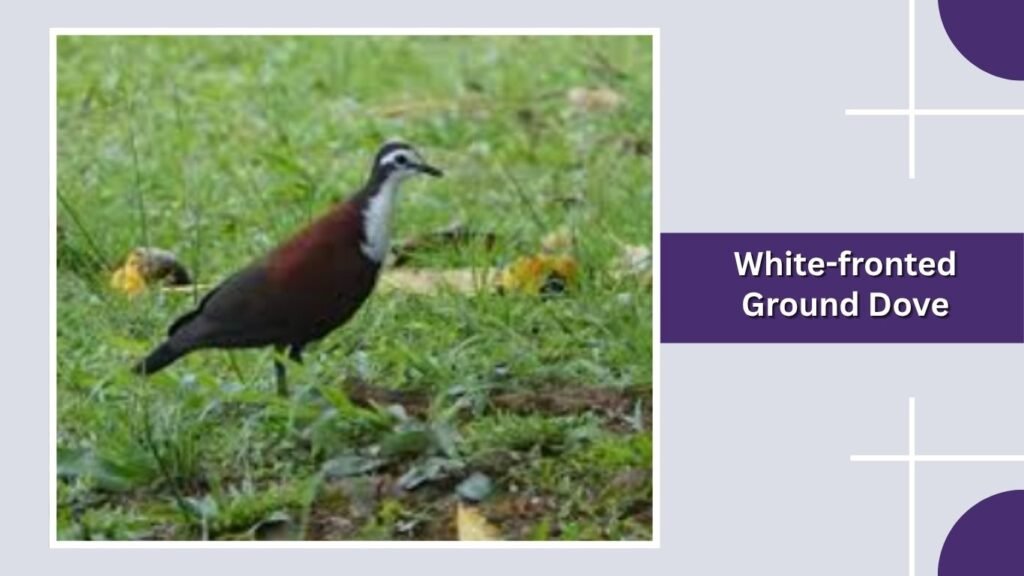  White-fronted Ground Dove