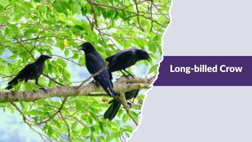 Long-billed Crow