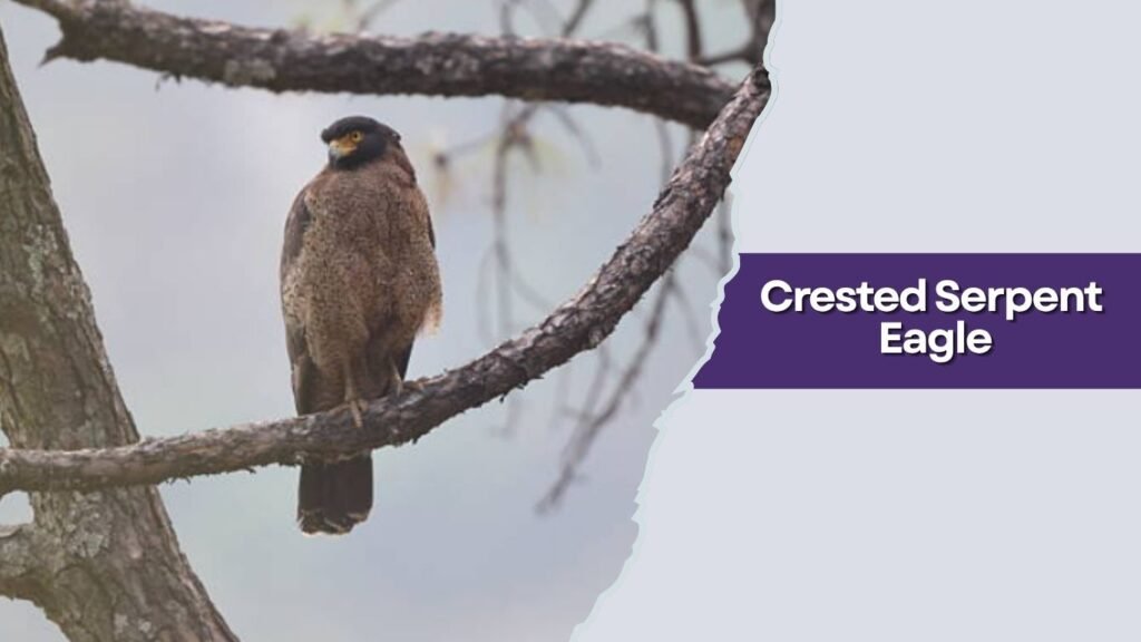 Crested Serpent Eagle