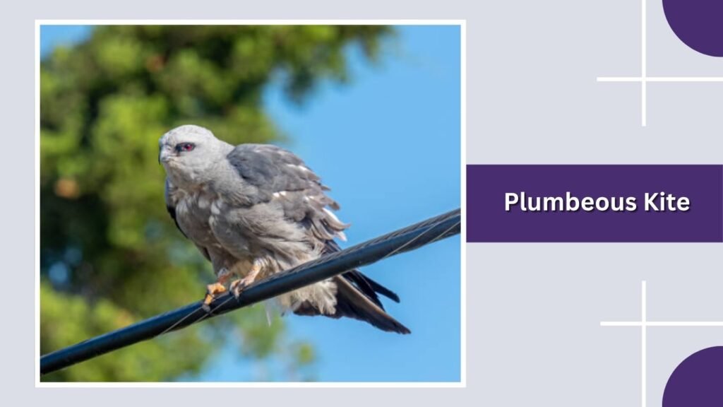 Plumbeous Kite