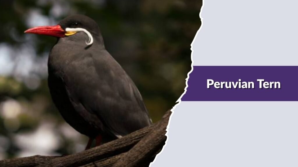  Peruvian Tern