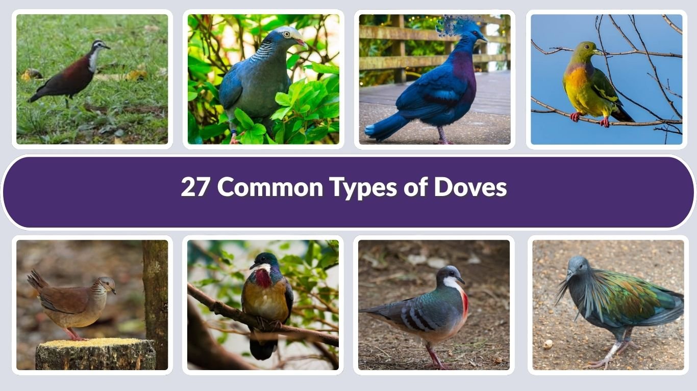 27 Common Types of Doves: Identification with Picture