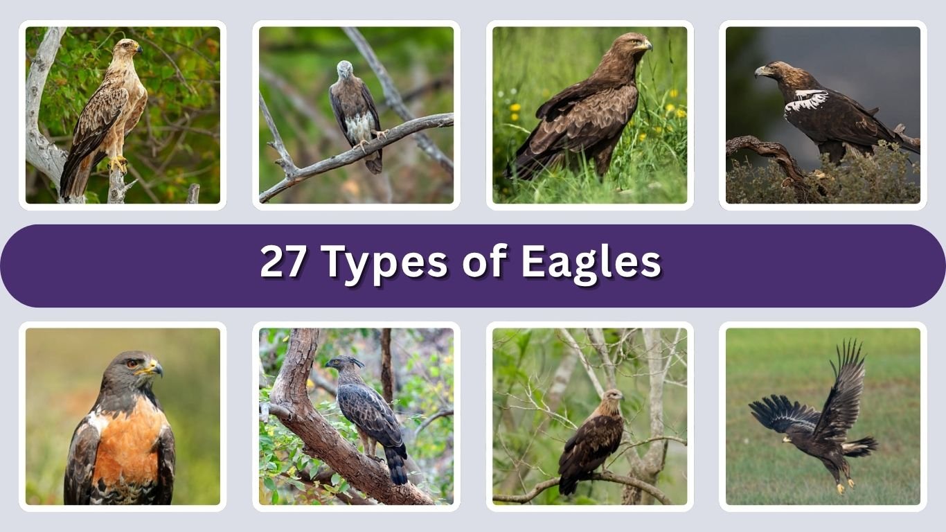 27 Types of Eagles: Size, Diet, Habitat, Speed & ID with Pictures 