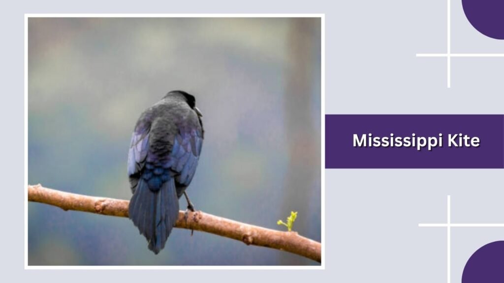 Mississippi Kite