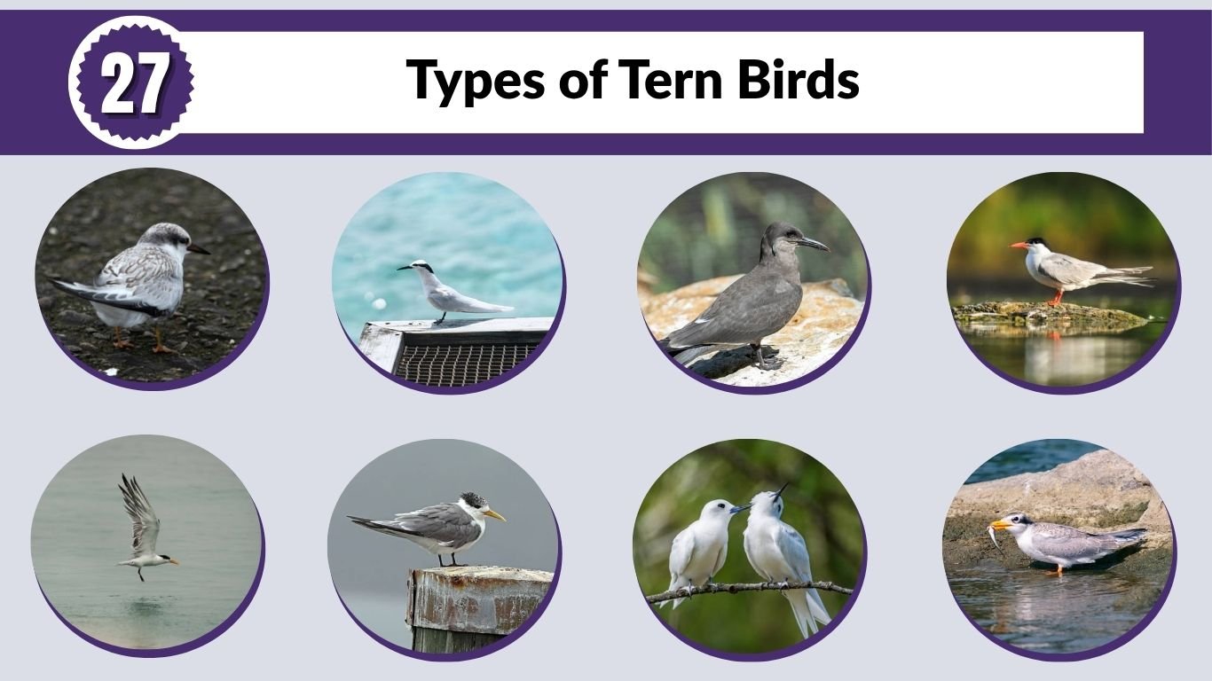 27 Types of Tern Birds: Size, Habitat, Diet & ID Guide