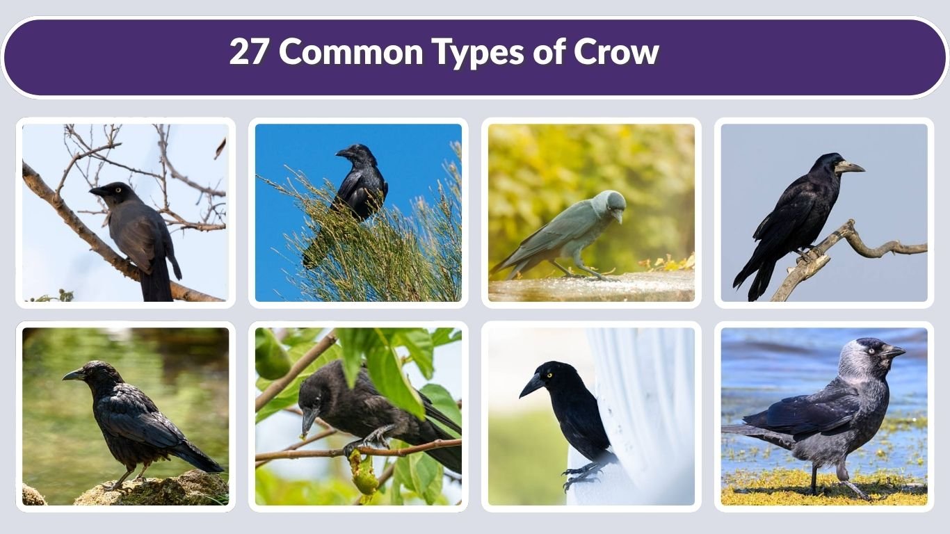 27 Common Types of Crow: Identification with Picture