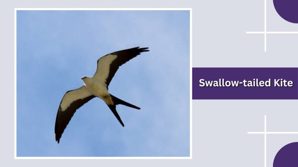 Swallow-tailed Kite