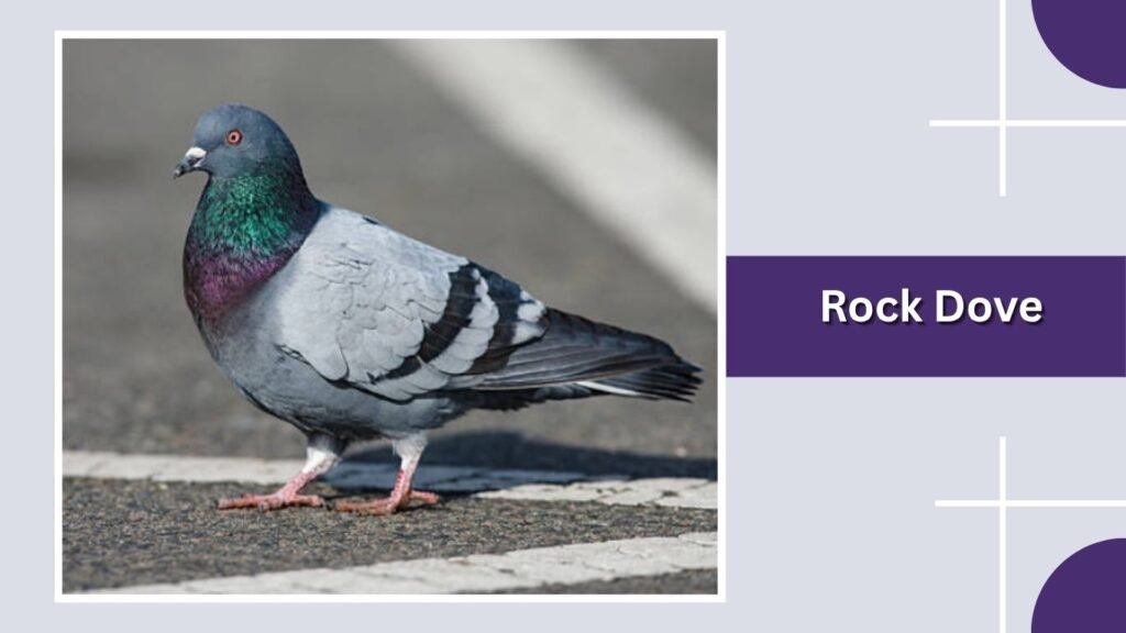 Rock Dove
